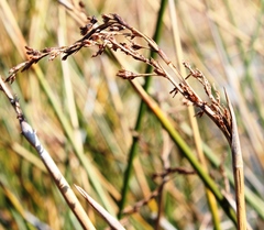 Pseudoschoenus inanis