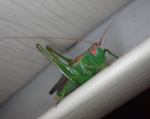 Long-spurred Meadow Katydid photo 3