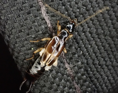 Euborellia cincticollis