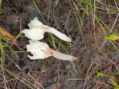Ipomoea diversifolia