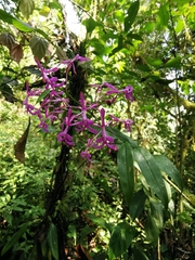 Epidendrum amplum