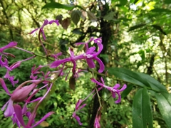 Epidendrum amplum