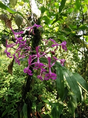 Epidendrum amplum