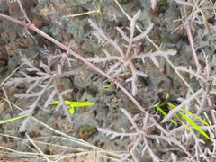 Ipomoea diversifolia