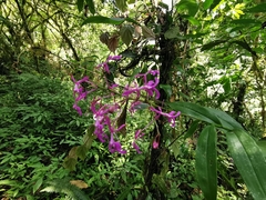 Epidendrum amplum
