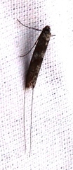 Adelidae