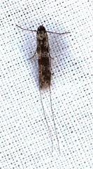 Adelidae