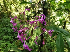 Epidendrum amplum