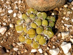 Gibbaeum nuciforme