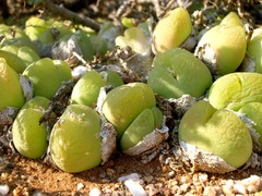 Gibbaeum nuciforme