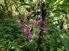 Epidendrum amplum