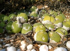 Gibbaeum nuciforme
