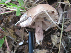 Tylopilus minor