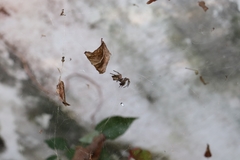 Cyrtophora citricola