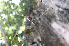 Cyrtophora citricola