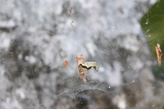 Cyrtophora citricola