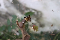 Cyrtophora citricola