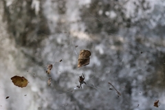 Cyrtophora citricola