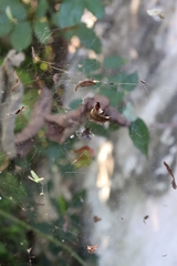 Cyrtophora citricola