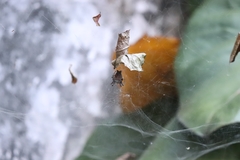 Cyrtophora citricola