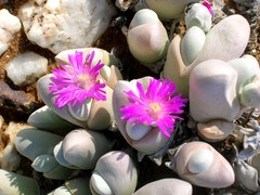 Gibbaeum pubescens
