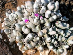 Gibbaeum pubescens