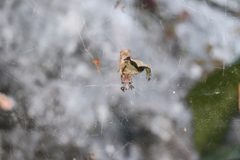 Cyrtophora citricola