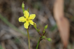 Liparophyllum exaltatum