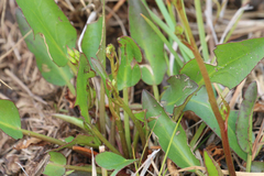 Liparophyllum exaltatum