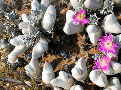 Gibbaeum pubescens