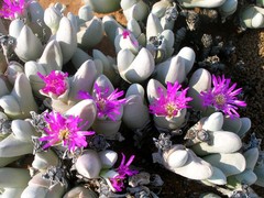 Gibbaeum pubescens