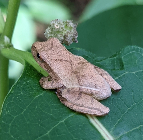 Spring Peeper photographed in New York
