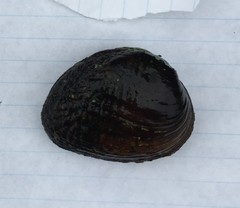 Lemiox rimosus