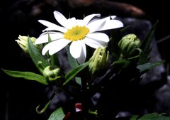 Osmitopsis osmitoides