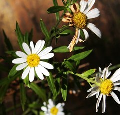 Osmitopsis osmitoides