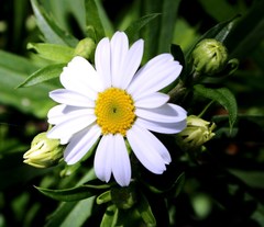 Osmitopsis osmitoides