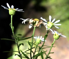 Osmitopsis osmitoides