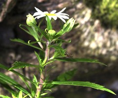 Osmitopsis osmitoides