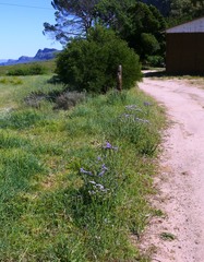 Limonium sinuatum sinuatum