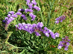 Limonium sinuatum sinuatum