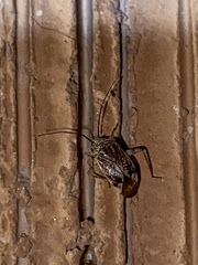 Taedia marmorata