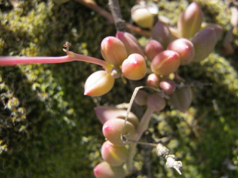Senecio radicans