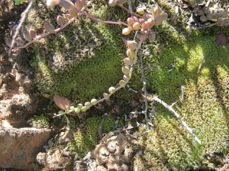 Senecio herreianus Dinter 2