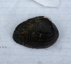 Lemiox rimosus