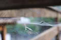 Cyrtophora citricola