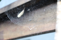 Cyrtophora citricola