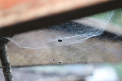 Cyrtophora citricola