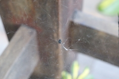 Cyrtophora citricola