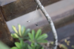 Cyrtophora citricola