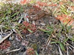 Stylidium tenerum